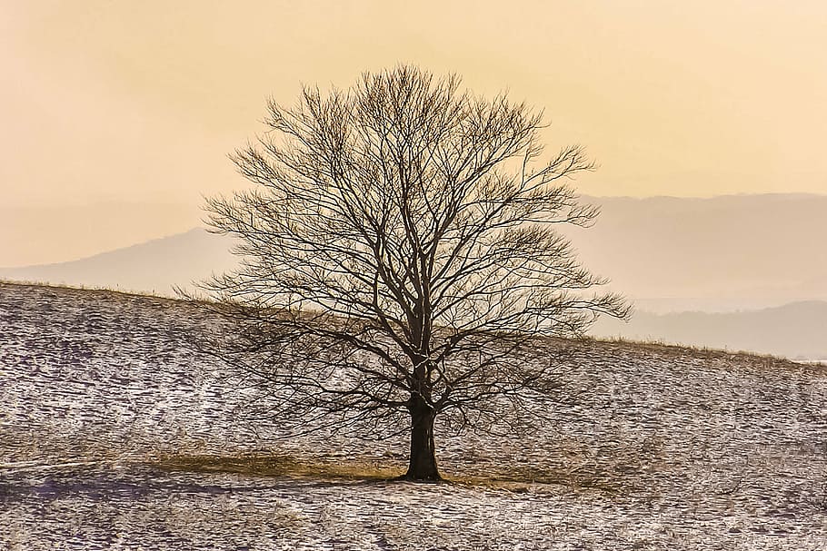landscape photography of bare tree on grass plains, winter HD wallpaper