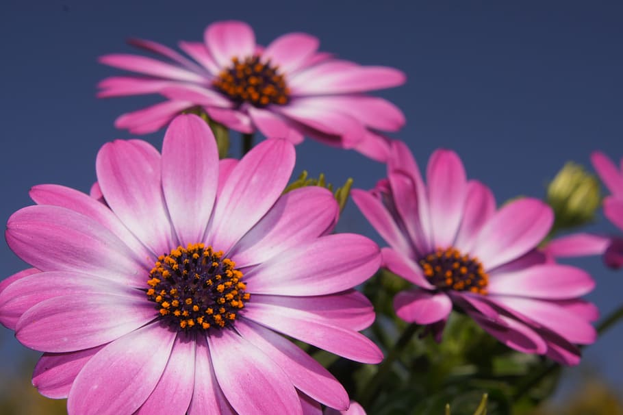 Flower, Spring, Macro, blue, nature, daisy, plant, close-up HD wallpaper