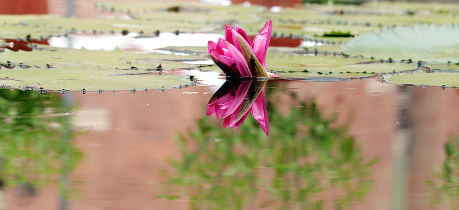 lotus, flower, reflections, water, lake, plant, beauty in nature HD wallpaper
