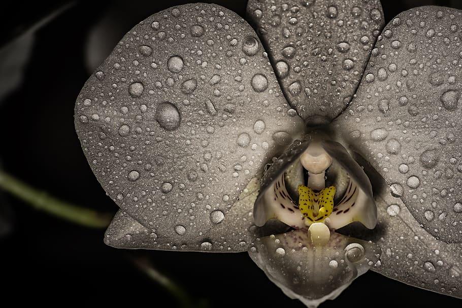 grayscale photo of moth orchid, nature, background, close, flower HD wallpaper