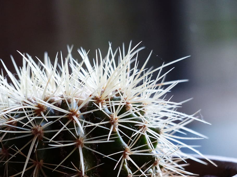 Cactus, Close-Up, Spikes, Nature, Plant, thorns, cacti, decoration HD wallpaper