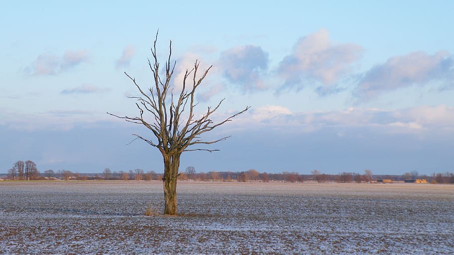 landscape, winter, tree, clouds, cold, snow, nature, sky, scenics - nature HD wallpaper