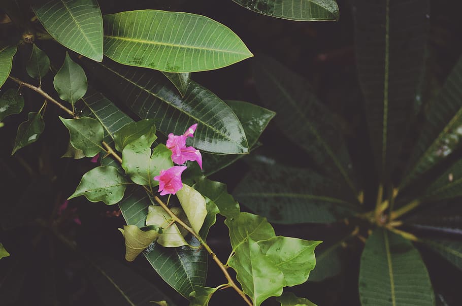 flora, flowers, leaves, macro, plants, leaf, plant part, growth HD wallpaper