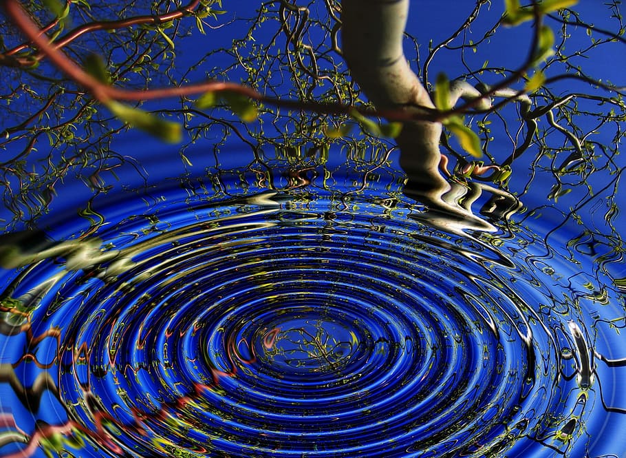 photo of water ripple with reflection of tree branch, wave, mirroring