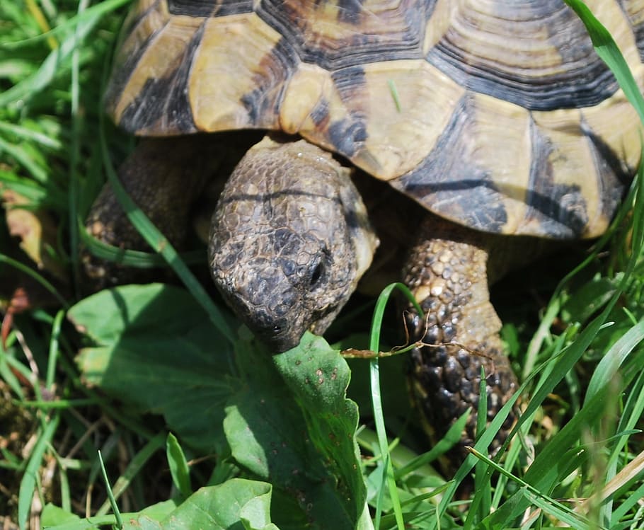 turtle, summer, meadow, grass, toad, nature, eat, earth kakar HD wallpaper