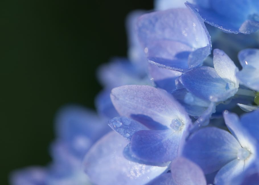 macro photo of purple hydrangea flowers with dew drops, bloom HD wallpaper