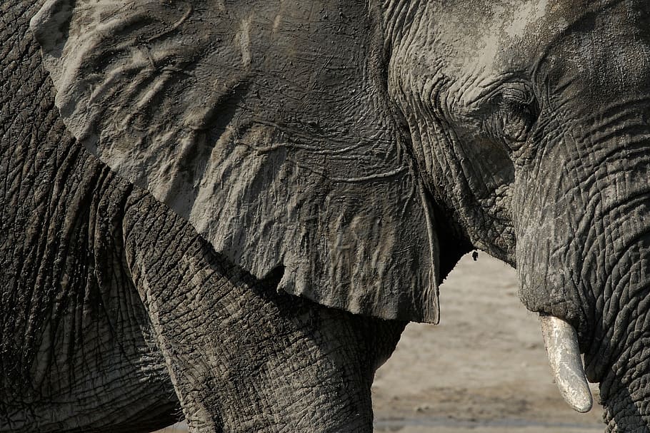 close up photo of gray elephant, chobe, botswana, animal, wildlife HD wallpaper
