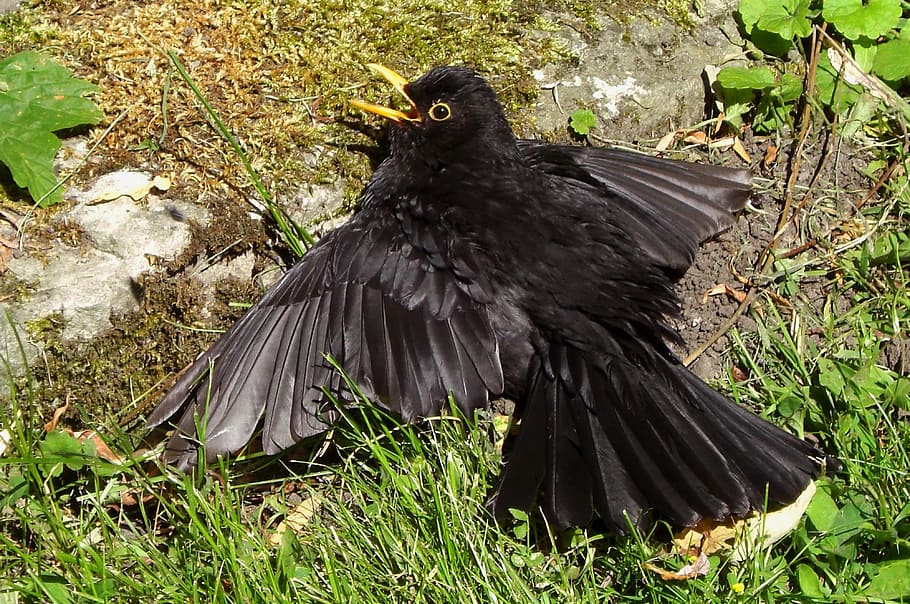 Blackbird, Wing, Nature, animal, animal Wing, feather, wildlife HD wallpaper