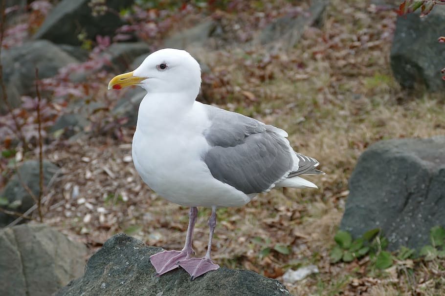 bird, seagull, wildlife, animal, animal themes, animals in the wild HD wallpaper