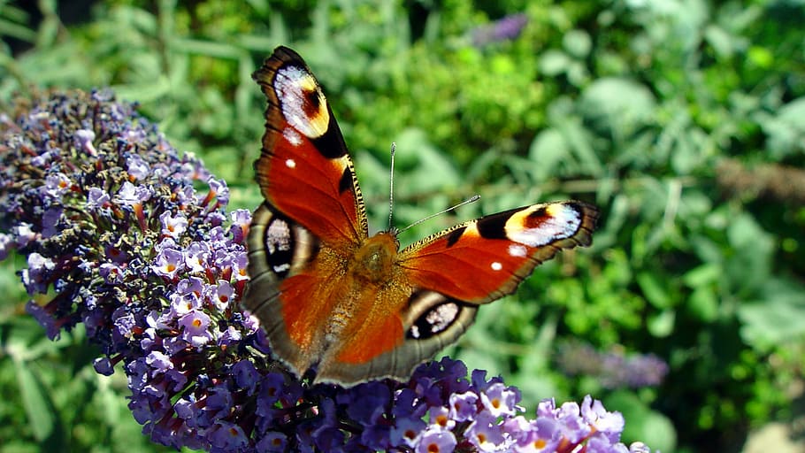 Butterfly, Buddleja Davidii, Insect, close, peacock butterfly HD wallpaper