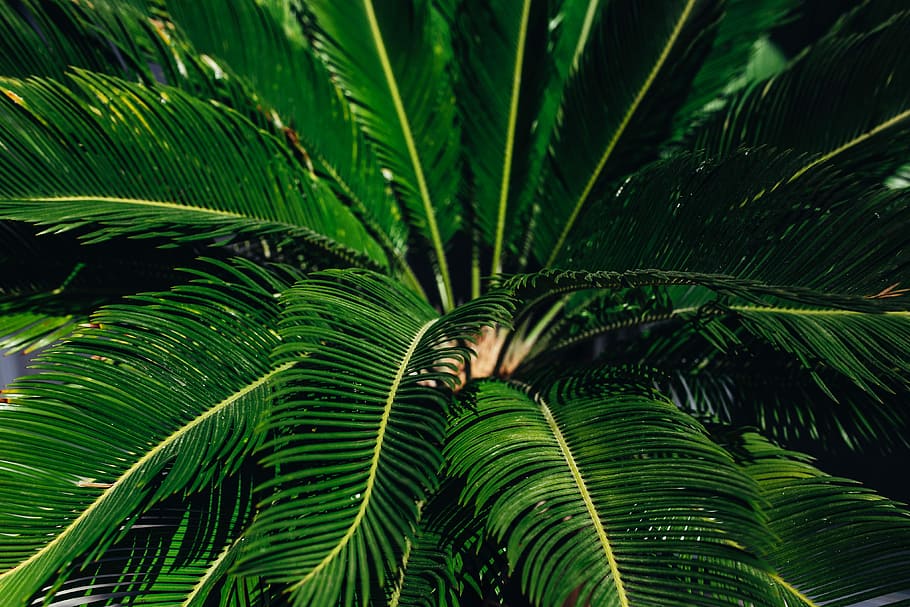 Close-ups of green plant leaves, nature, leaf, palm Tree, tropical Climate, HD wallpaper
