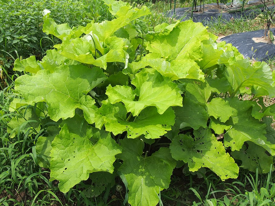 field, burdock root, garden, vegetables, gregor, spring, ummer HD wallpaper