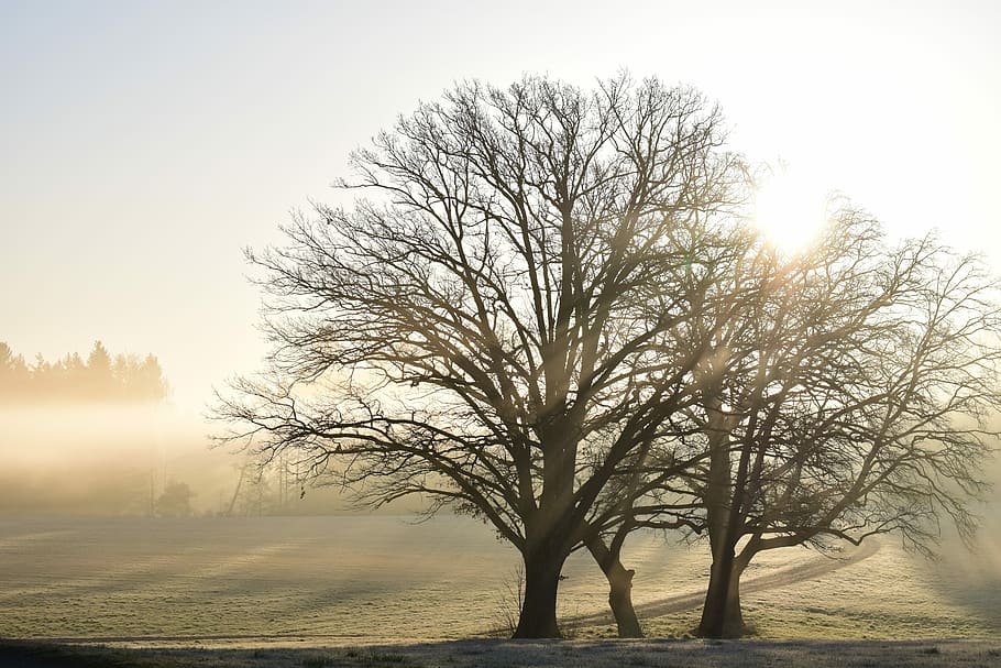 two bare trees, nature, landscape, dawn, haze, sunrise, glade HD wallpaper