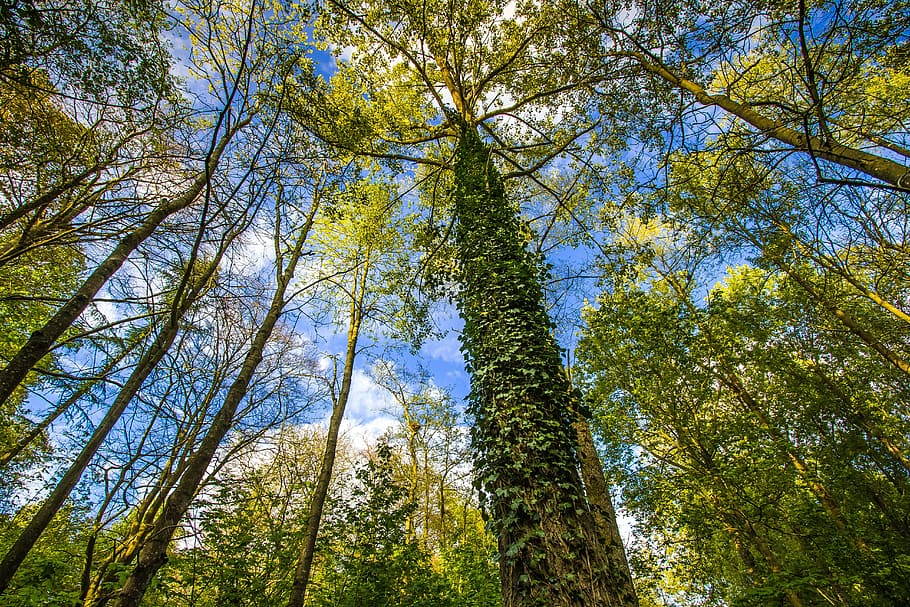 bottom view of green leafed tree, trees, forest, nature, england HD wallpaper