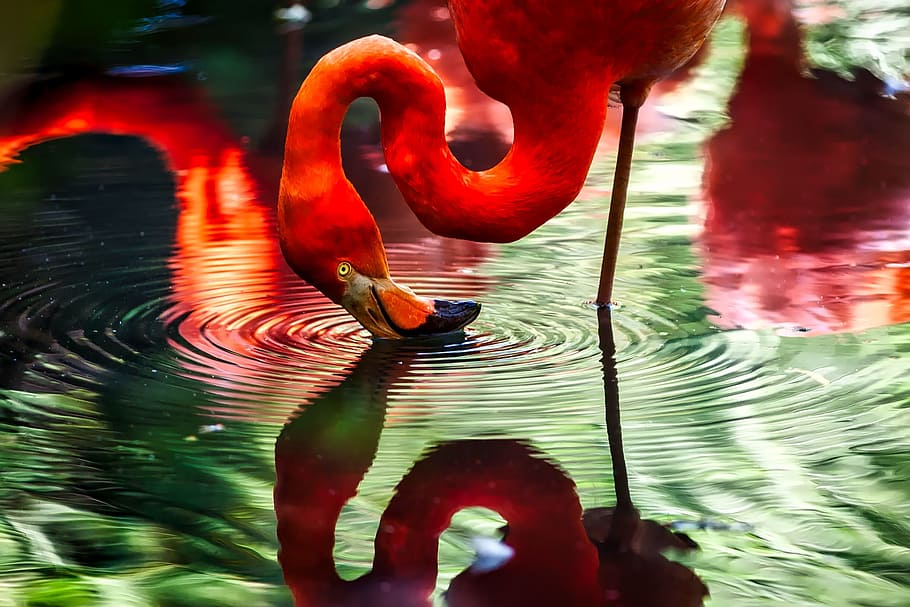 red flamingo on body of water, bird, macro, closeup, hdr, pond HD wallpaper