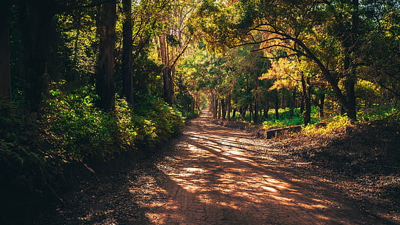 pathway in the middle of forest, mato, road, infinity, beauty HD wallpaper