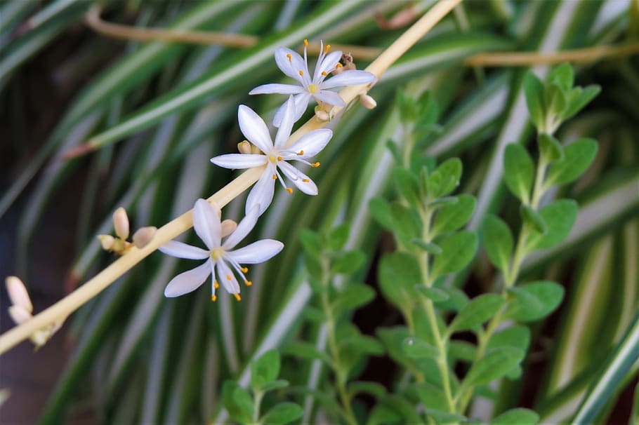 flowers, white, garden, plant, flowering plant, growth, beauty in nature HD wallpaper