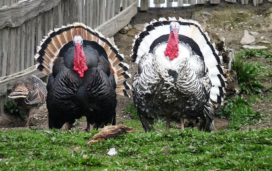 Turkeys, Winter, Day, outdoors, animal themes, no people, one animal HD wallpaper