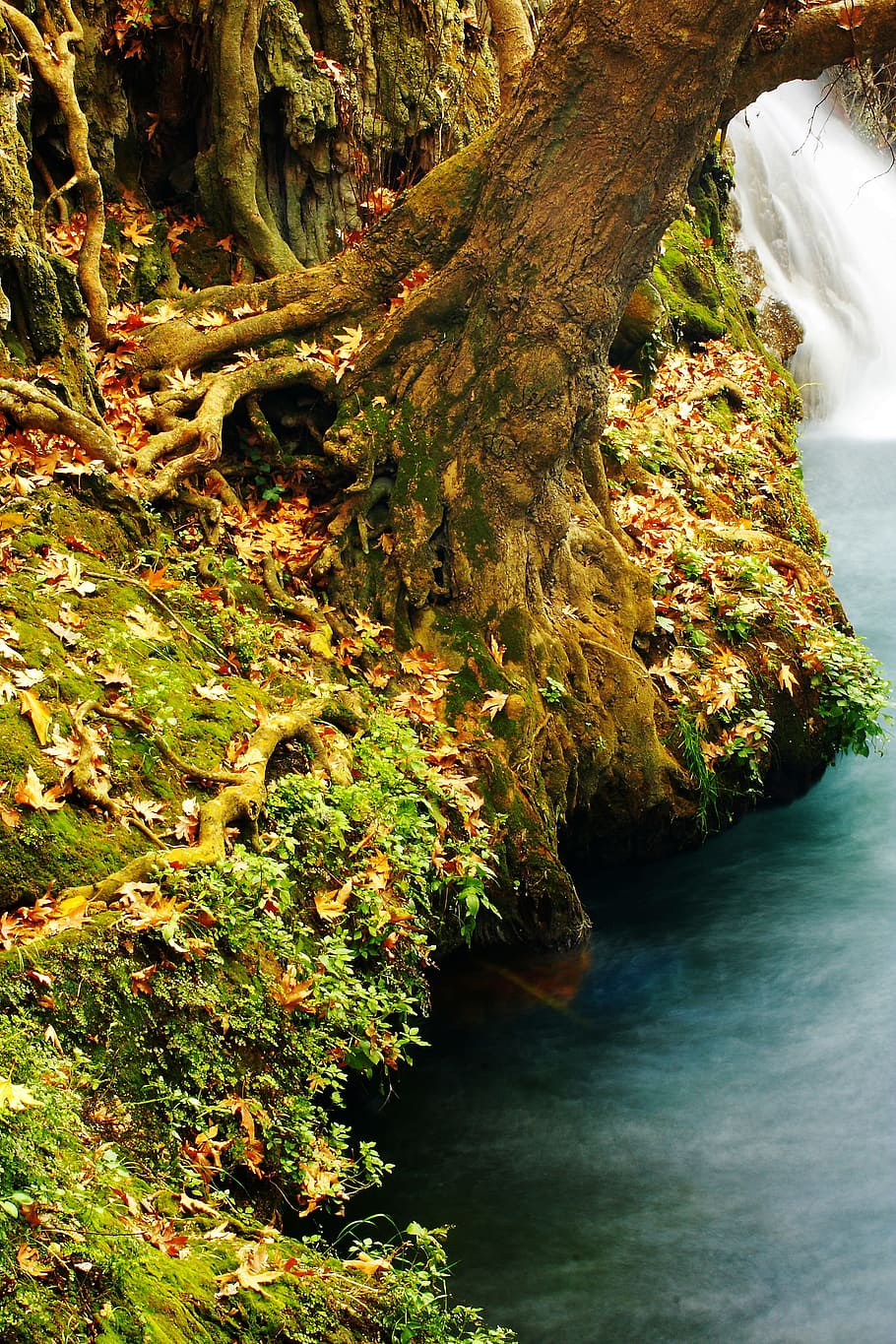 Landscape, Water, Tree, Tree, River, Nature, waterfall, background HD wallpaper