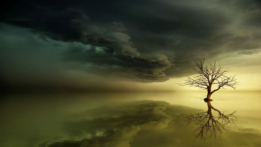 bare tree painting, sea, sunset, enchanted, mirroring, dawn HD wallpaper