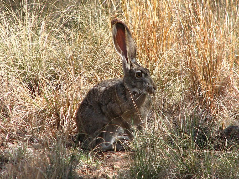 gray rabbit on green grass, black-tailed jackrabbit, bunny HD wallpaper