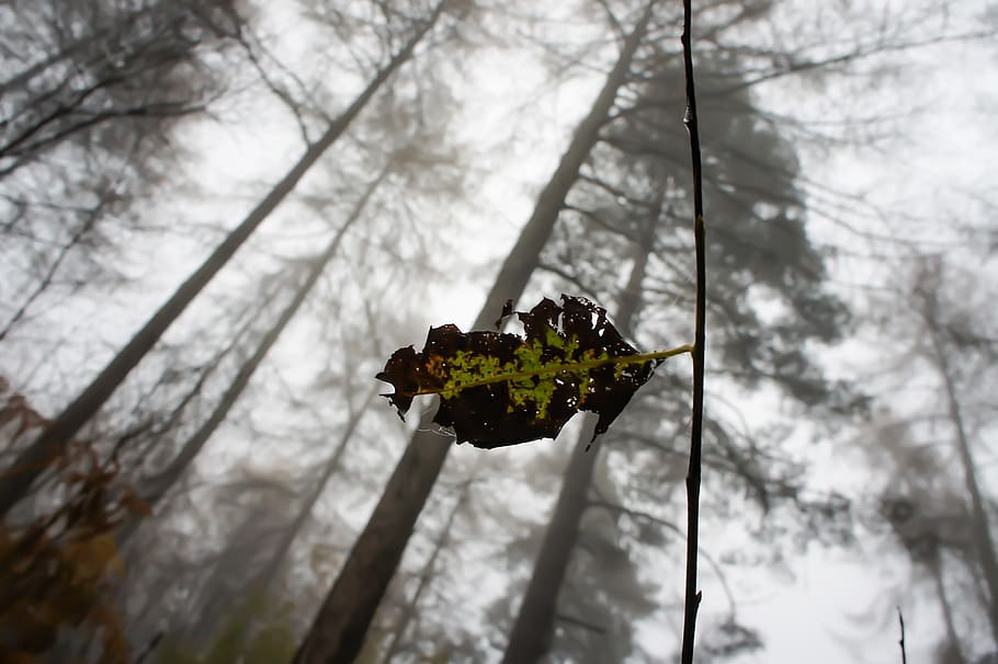 leaf, forest, wood, nature, tree, foliage, natural, season HD wallpaper