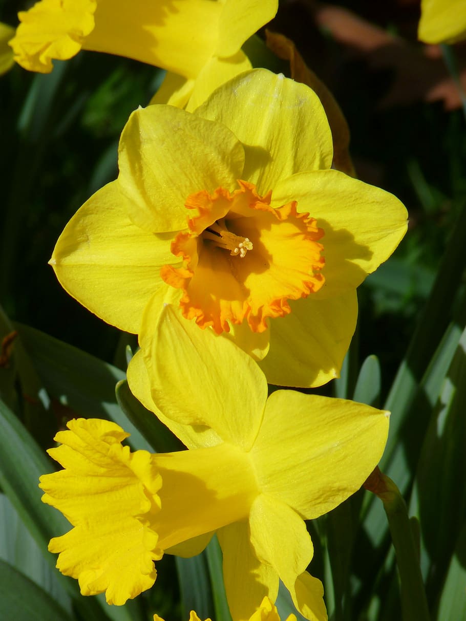 Narcissus, Daffodil, Yellow, Spring, blossom, bloom, flower HD wallpaper