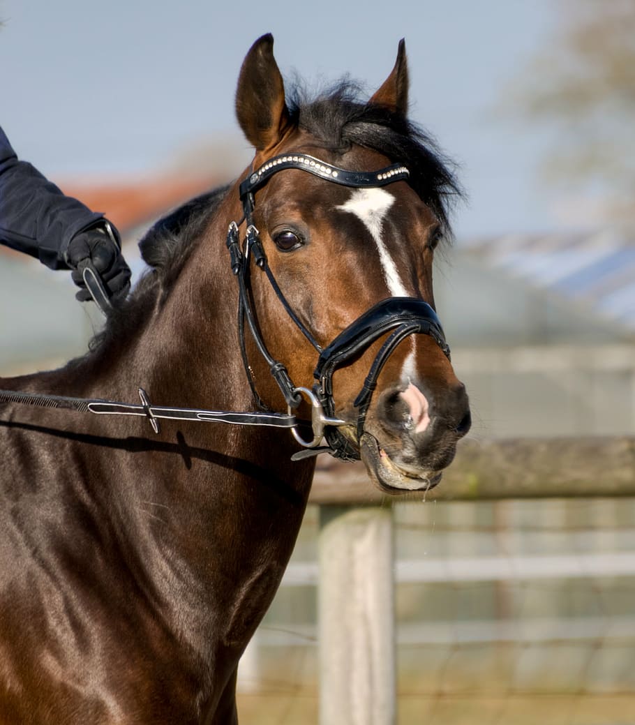 selective focus photography of brown horse, head, portrait HD wallpaper