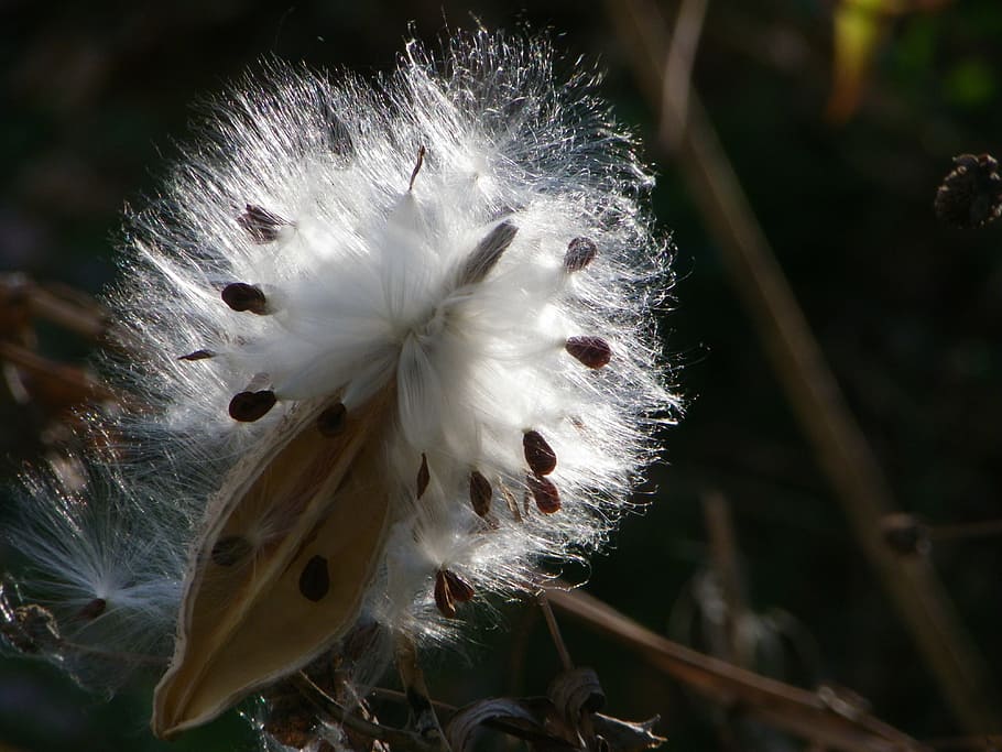 milkweed, brown, soft, light, season, seed, natural, white HD wallpaper