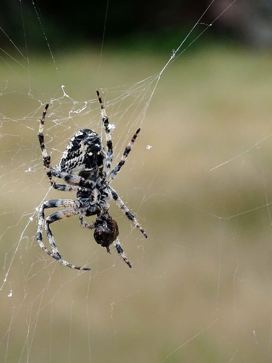 spider, insect, cobweb, spider Web, arachnid, nature, animal HD wallpaper
