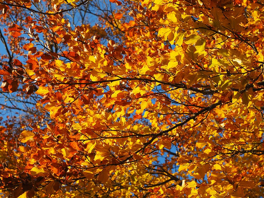 branch, leaves, beech, fall foliage, golden, fall color, colorful HD wallpaper