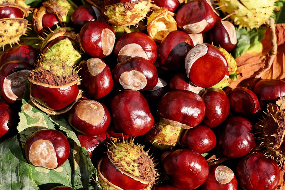 round red fruits, chestnut, buckeye, shiny, sting, indian summer, HD wallpaper