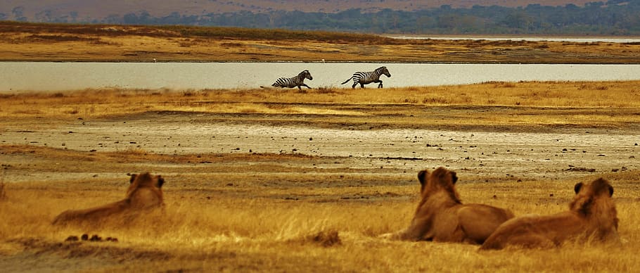 pack of lioness, zebras, lions, serengeti, tanzania, africa, safari, HD wallpaper