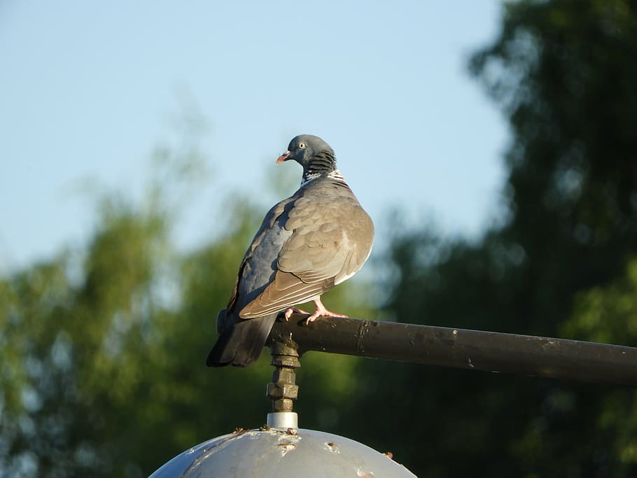 dove, city, lantern, bird, birds, nature, vertebrate, animal themes HD wallpaper