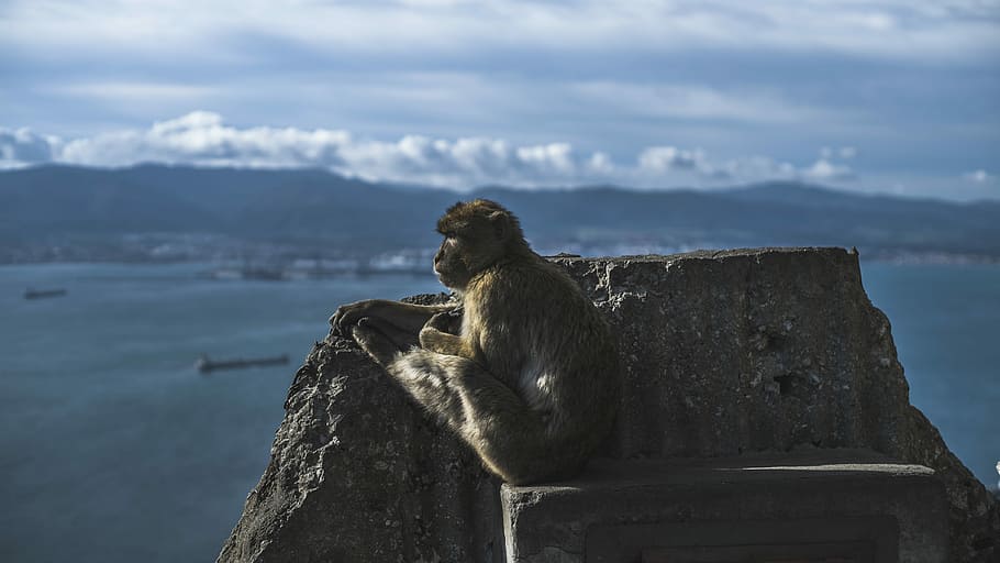 brown monkey sitting on rock formation near body of water under cloudy sky, brown monkey sitting on gray concrete during daytime HD wallpaper