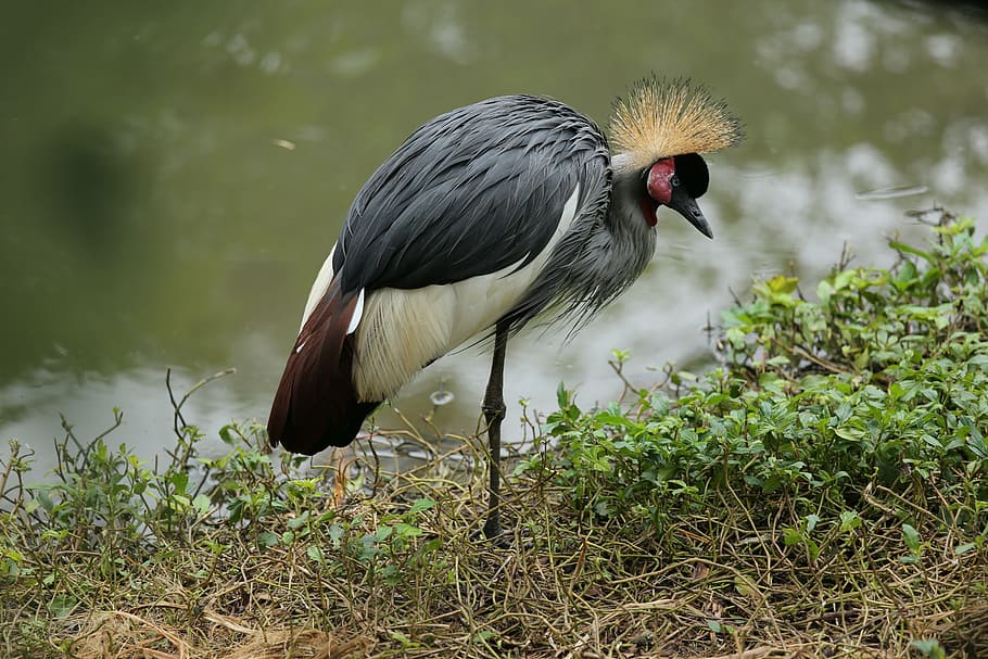 bird, crane, pet, animal wildlife, vertebrate, animal themes HD wallpaper