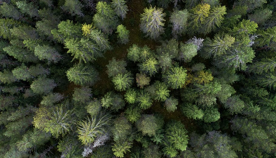 aerial photo of trees, bird's eye view photography of forest HD wallpaper
