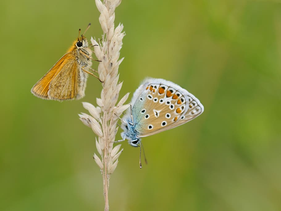 macro photography of two moths on wheat plant, butterfly, insect HD wallpaper