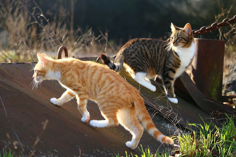 short-haired orange and brown cats on brown metal board, kitten HD wallpaper