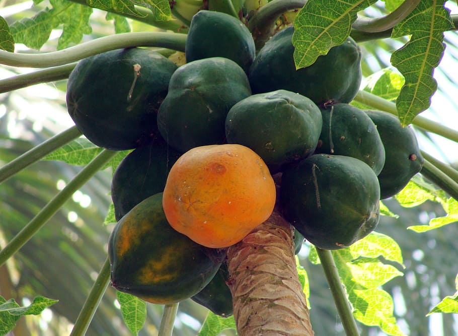low angle view of papaya, dharwad, karnataka, india, fruit, juicy