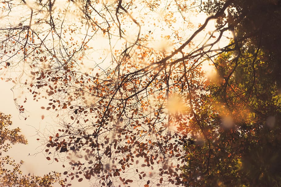 sky, tree, leaf, autumn, nature, plant, beauty in nature, branch HD wallpaper