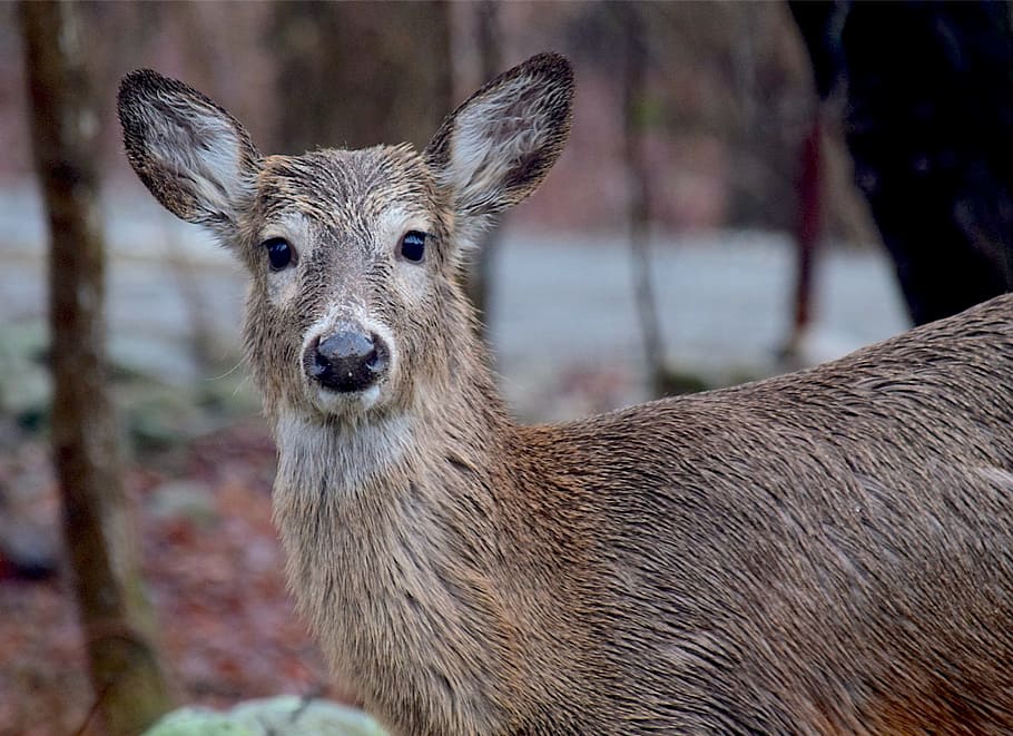 Deer, Wet, Cute, Nature, Animal, wildlife, mammal, woods, natural HD wallpaper