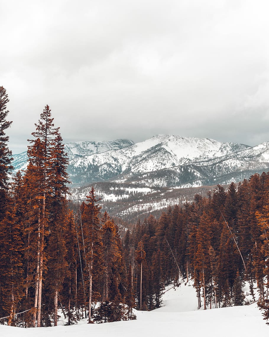 landscape photo of pine tree, snow-covered mountain near green trees HD wallpaper
