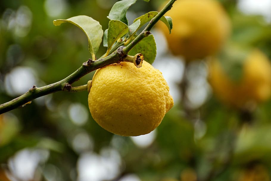 citrus, limon, yellow, citrus fruits, plant, leaves, lemon plant, HD wallpaper