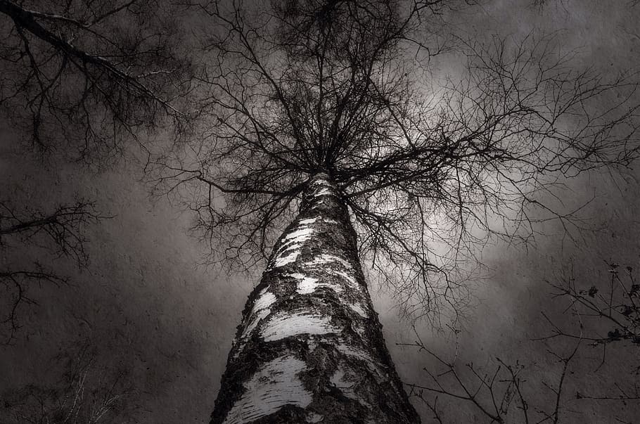 tree, nature, trees, leaf, landscape, leaves, birch, sky, black HD wallpaper
