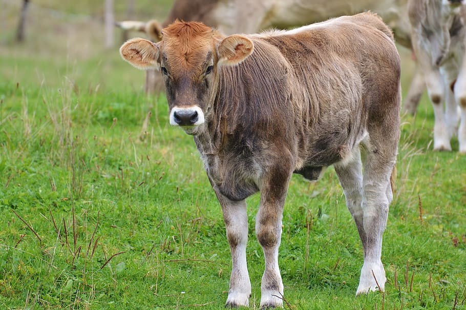 cows, allgäu, cute, ruminant, dairy cattle, pasture, animal HD wallpaper