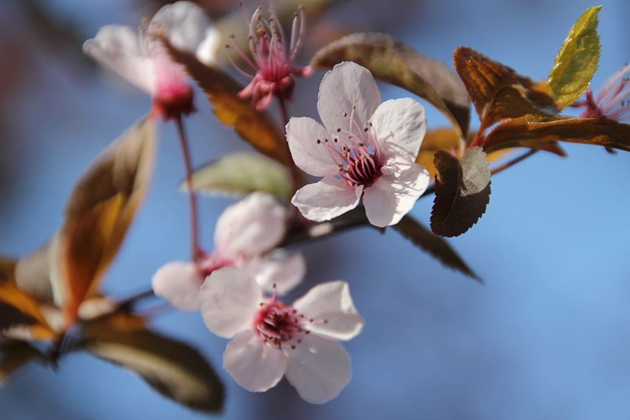 close-up photography of white cherry blossoms in bloom, flower HD wallpaper
