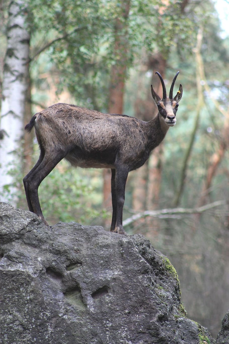 Wild, Nature, Animal, wildlife, mammal, forest, deer, animals In The Wild HD wallpaper