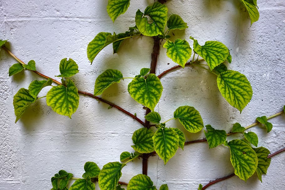plant, shrub, leaf, branch, foliage, wall, stone, white wall HD wallpaper