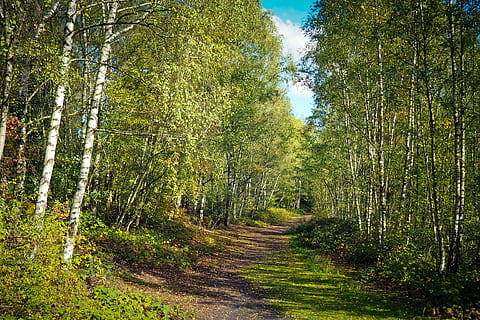 empty road between green leaf trees, forest, nature, landscape HD wallpaper